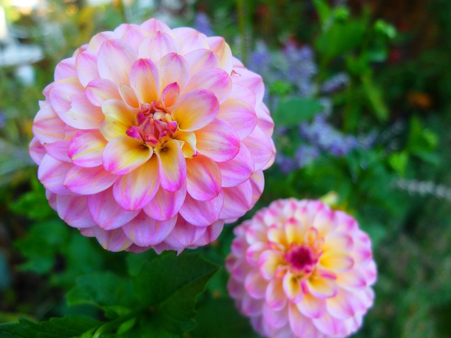 October dahlias defying the cold weather and dusky evenings to keep us cooped up indoors! 

Check out our latest article on creating autumn interest in your garden (see link in biog).

#gardendesignideas #gardendesigninspiration #livinggardens #islin