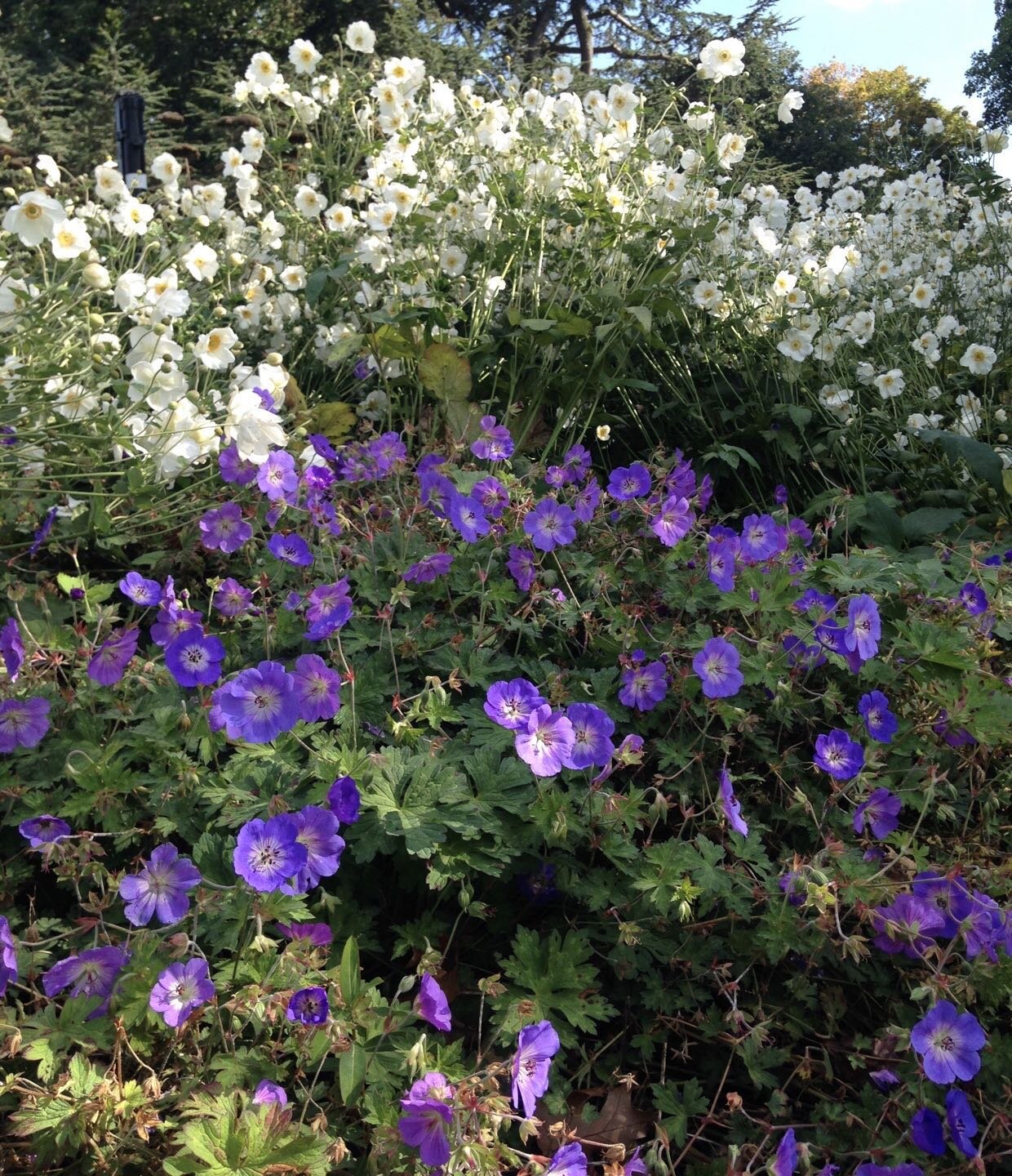 Geranium rosanne and anemone honorine jobert blooming profusely in the crisp autumn sunshine.

Check out our latest article (link in profile) for tips in making the most of this splendid season. 

#livinggardens #autumnflowers #anemonehonorinejobert 