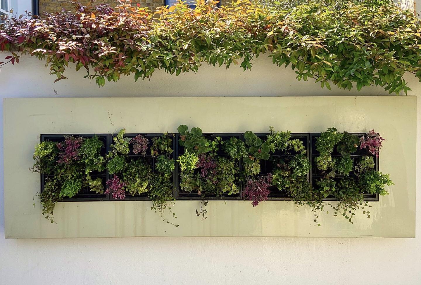 Living walls are a fantastic way of capitalising on space in small courtyard gardens, as seen in this St John&rsquo;s Wood garden design, NW8. 

#gardendesignslondon #towngarden #gardendesign #landscapedesign #landscapedesigner #livingwall #nw8 #nort