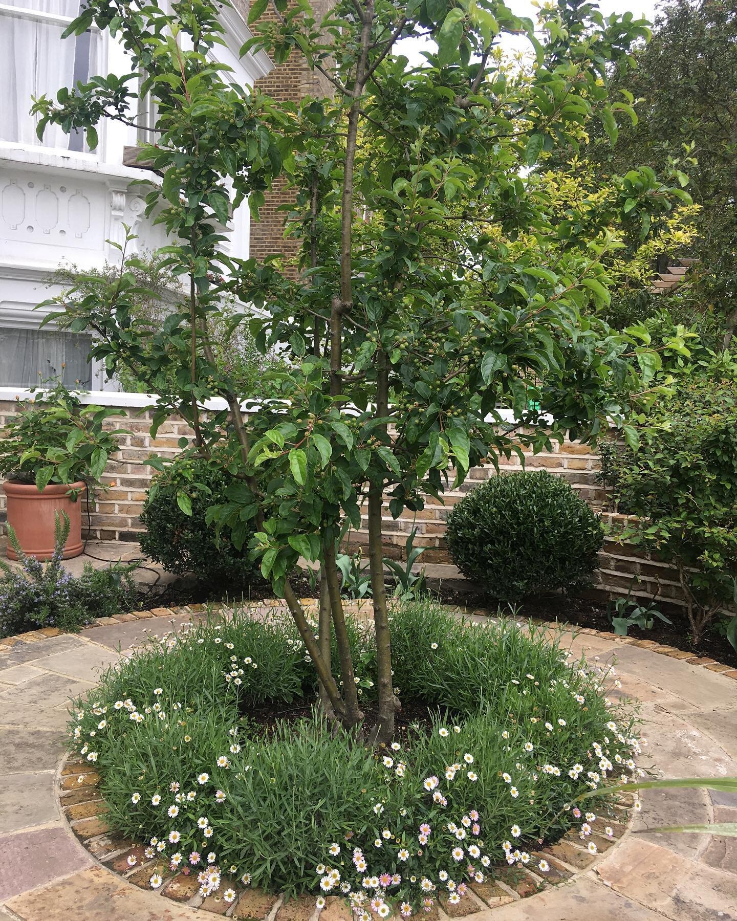 We love to use reclaimed materials in many of our front garden designs, particularly with listed buildings and in conservation areas where they compliment the surrounding architecture, as in this Tufnell Park garden.

This feature crab apple tree pro
