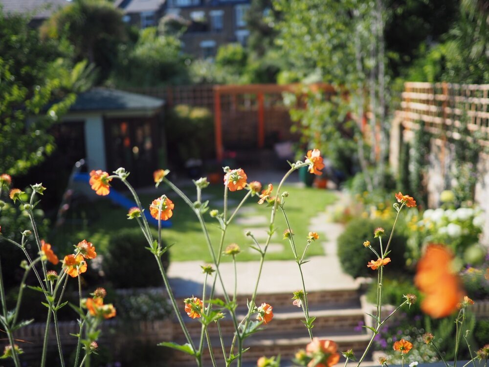  Orange perennial flowers in the foreground of a North London garden designed by Living Gardens with a matching orange pergola in the background. 