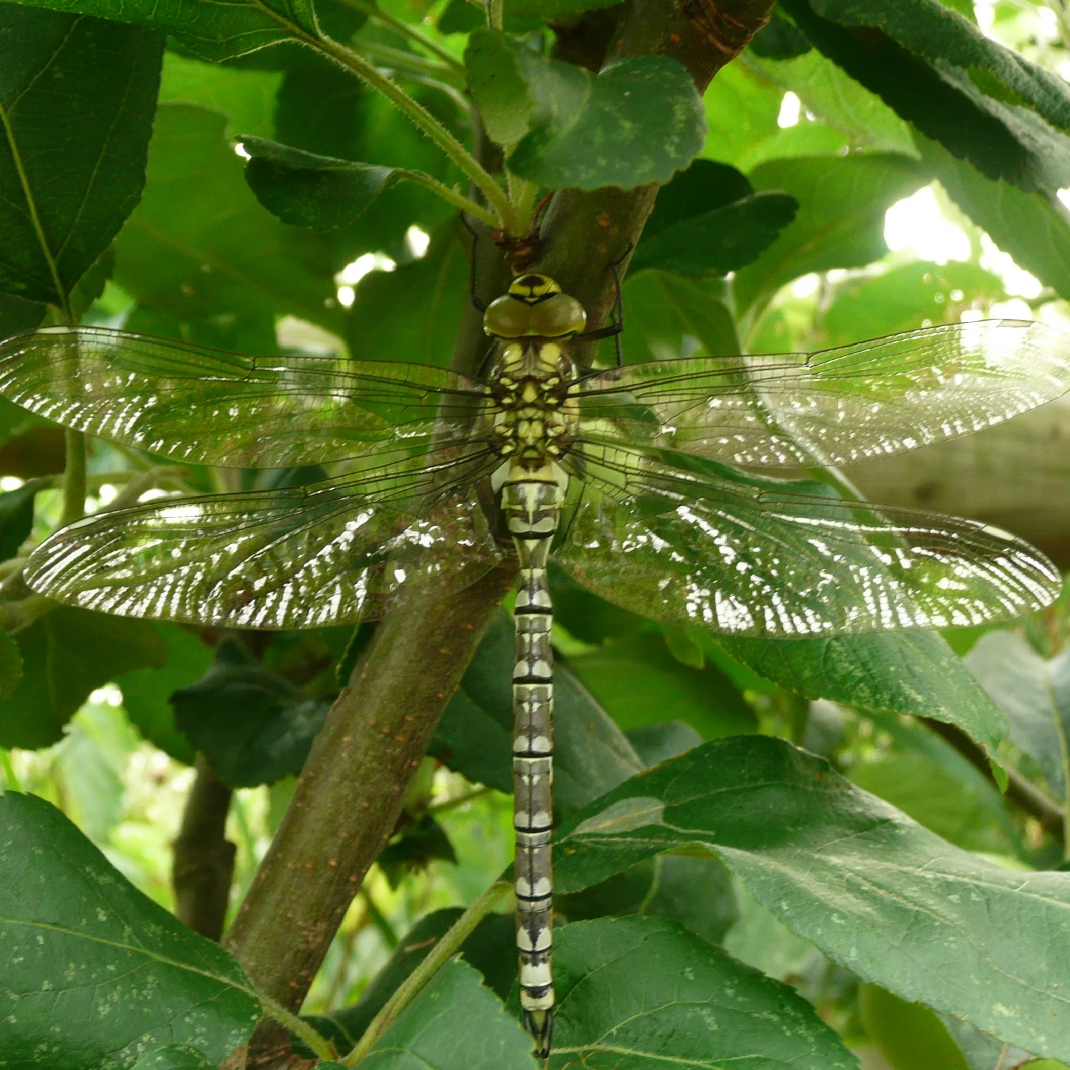 Dragonfly
