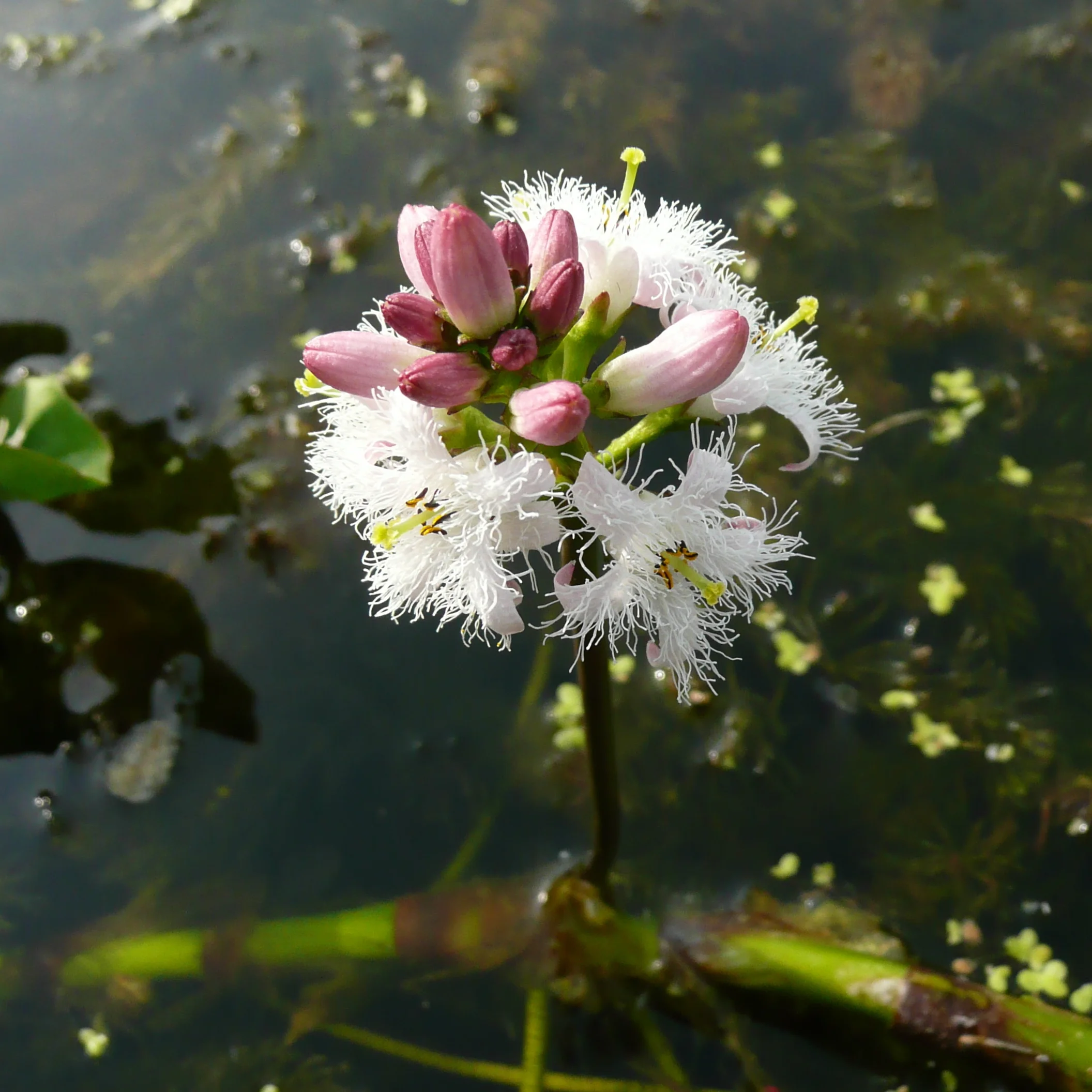 Bog Bean flower