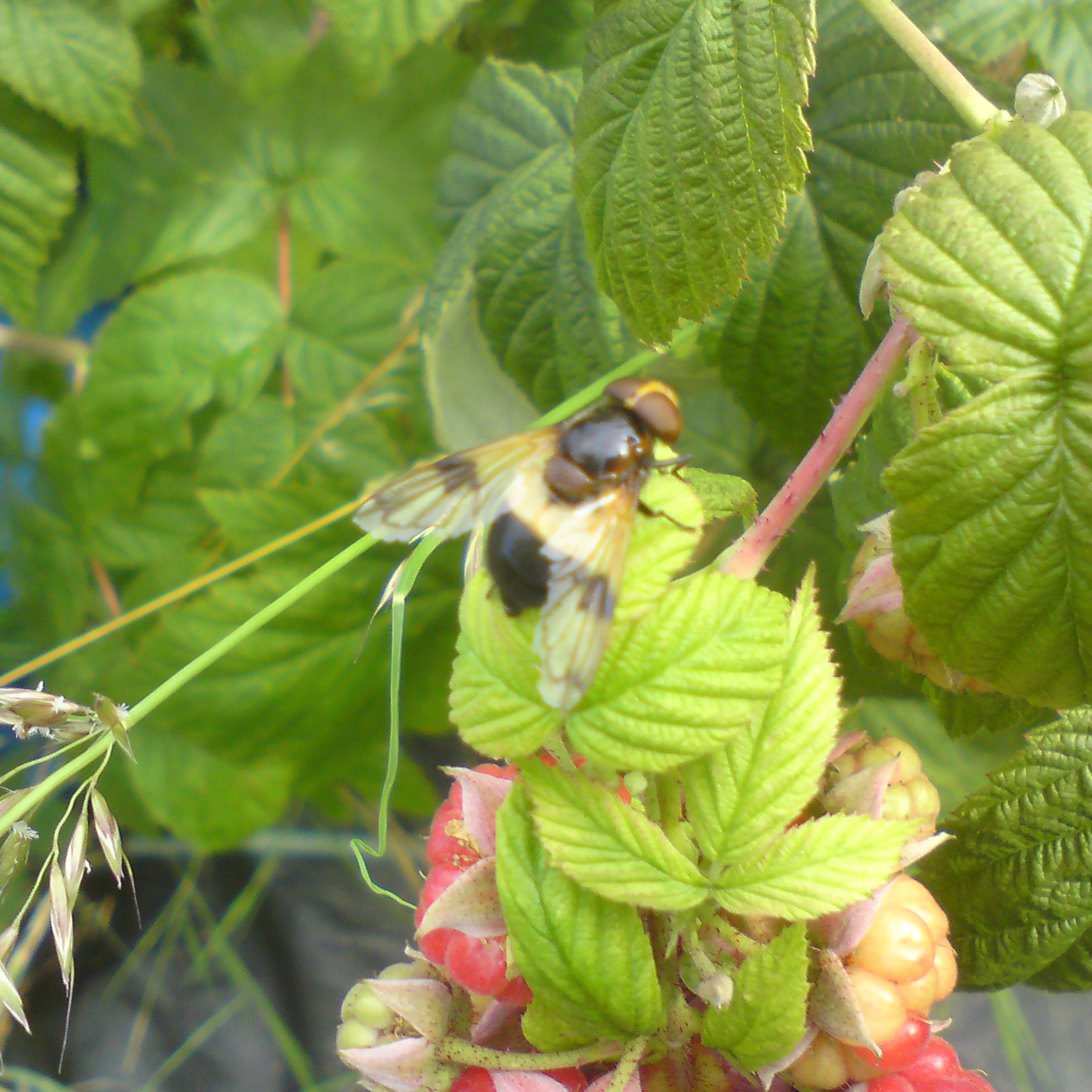 Some kind of mimic fly