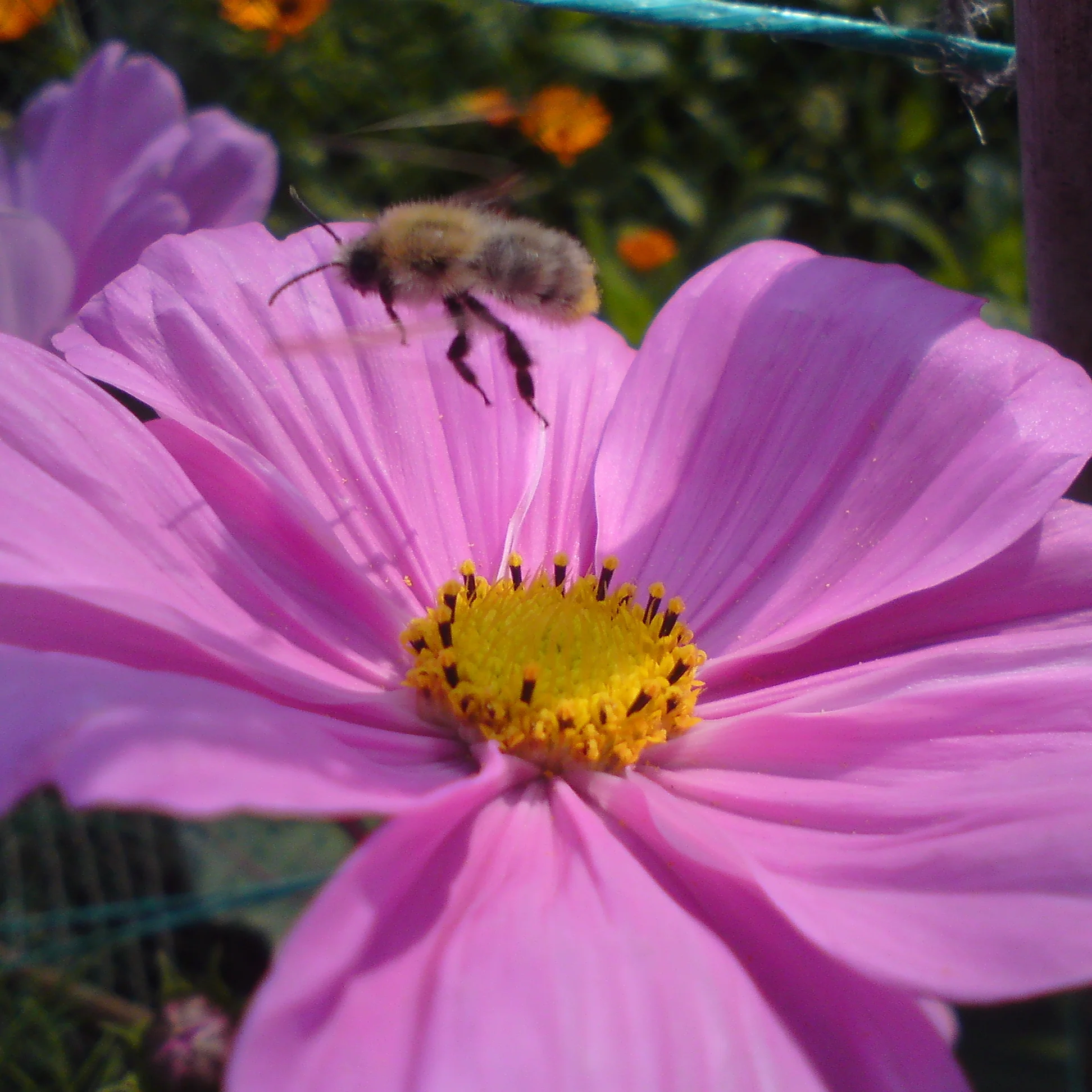 Bee on the wing above cosmos