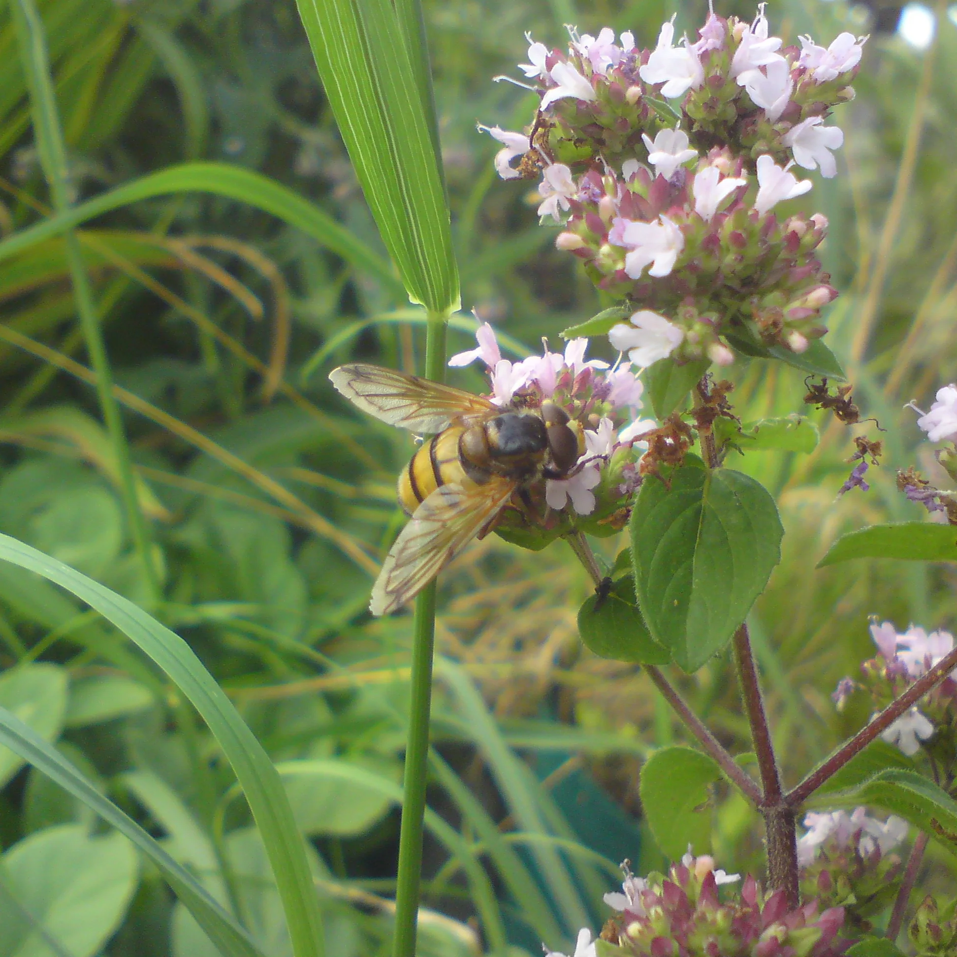 That dang fly again, perhaps