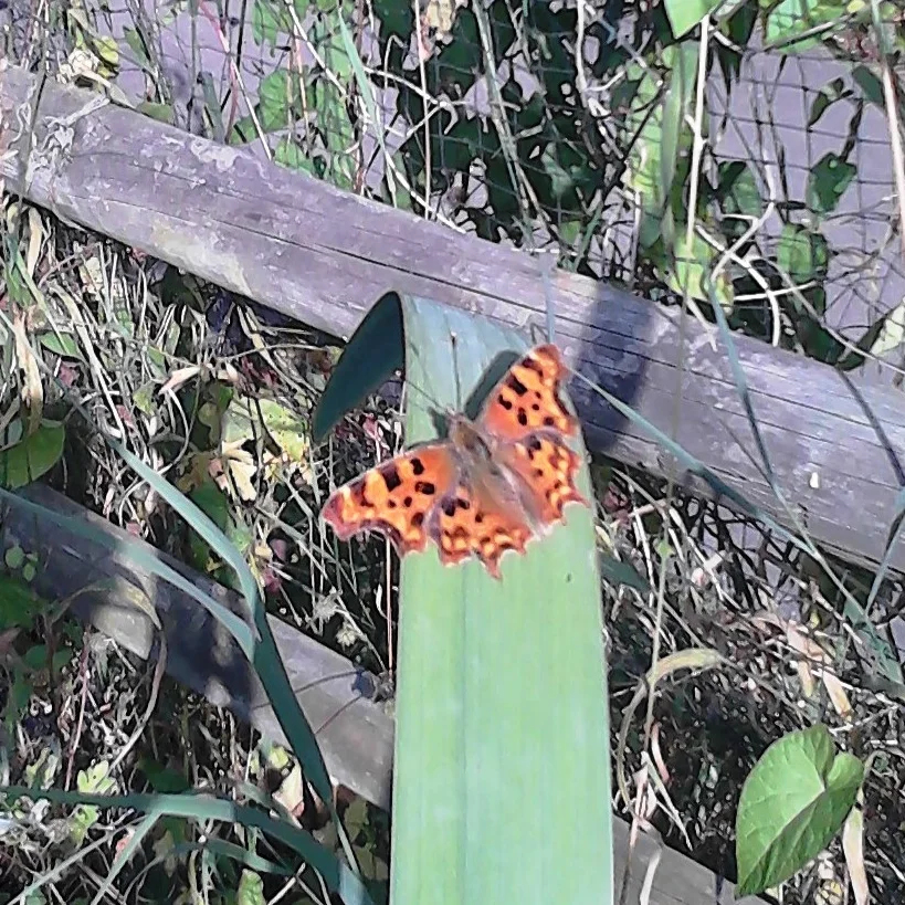 Comma Butterfly
