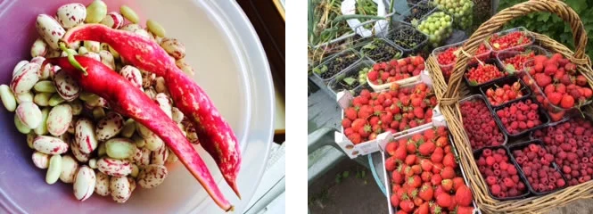 Karen's borlotti beans and berries