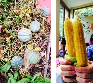Melons from Mary's plot and Karen's sweetest allotment corn