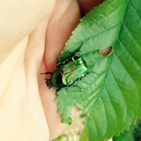 Adult rose chafer