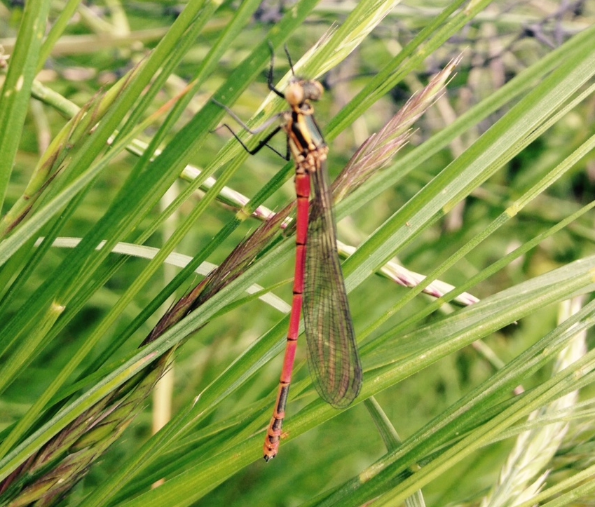 Damsel Fly on Simon's plot