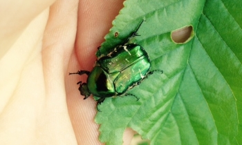 Adult-rose-chafer-by-Dan-Hackett.jpg