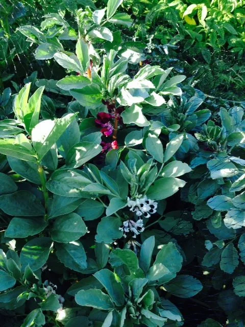 Maggy's broad beans