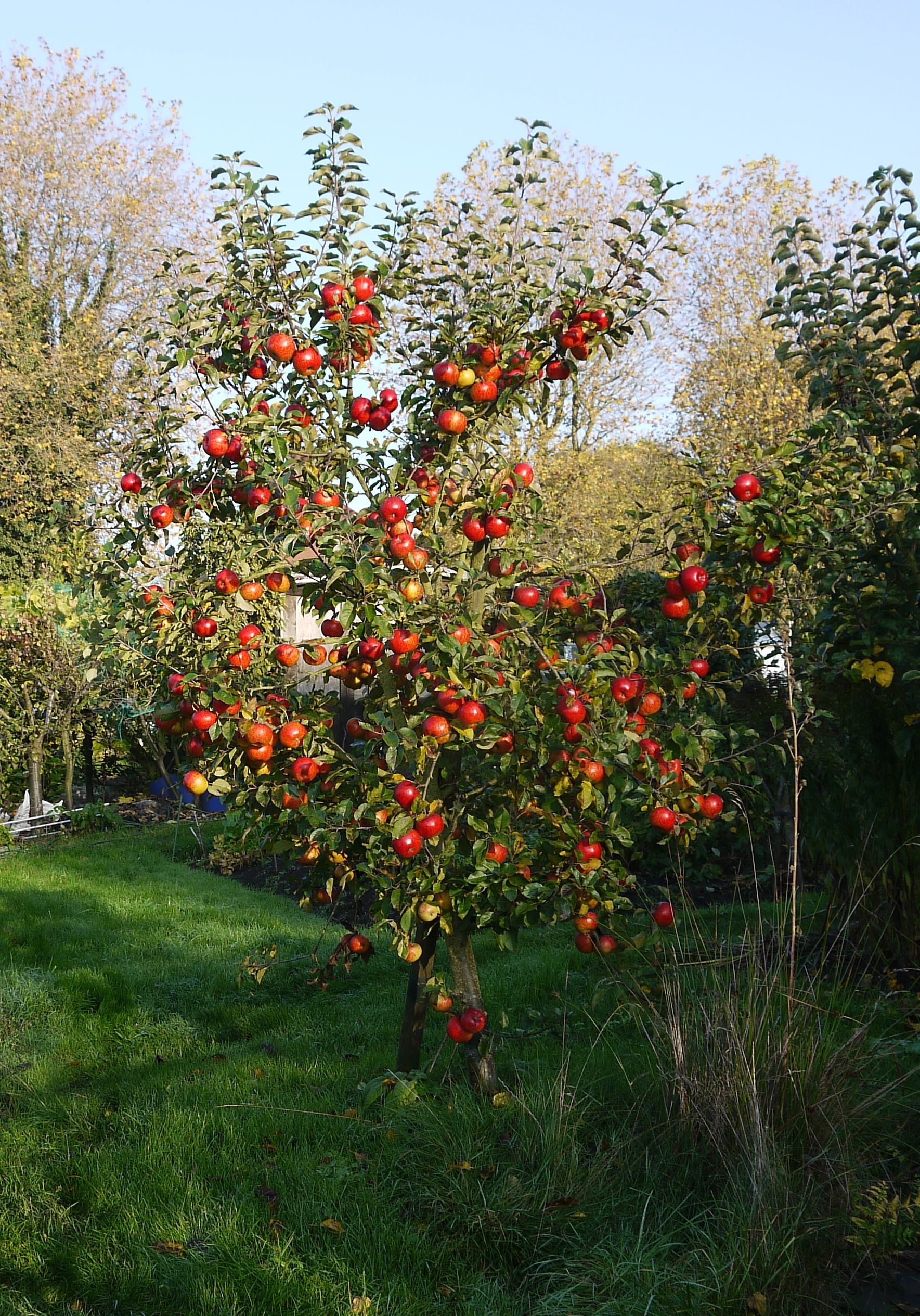 Simon's apple tree
