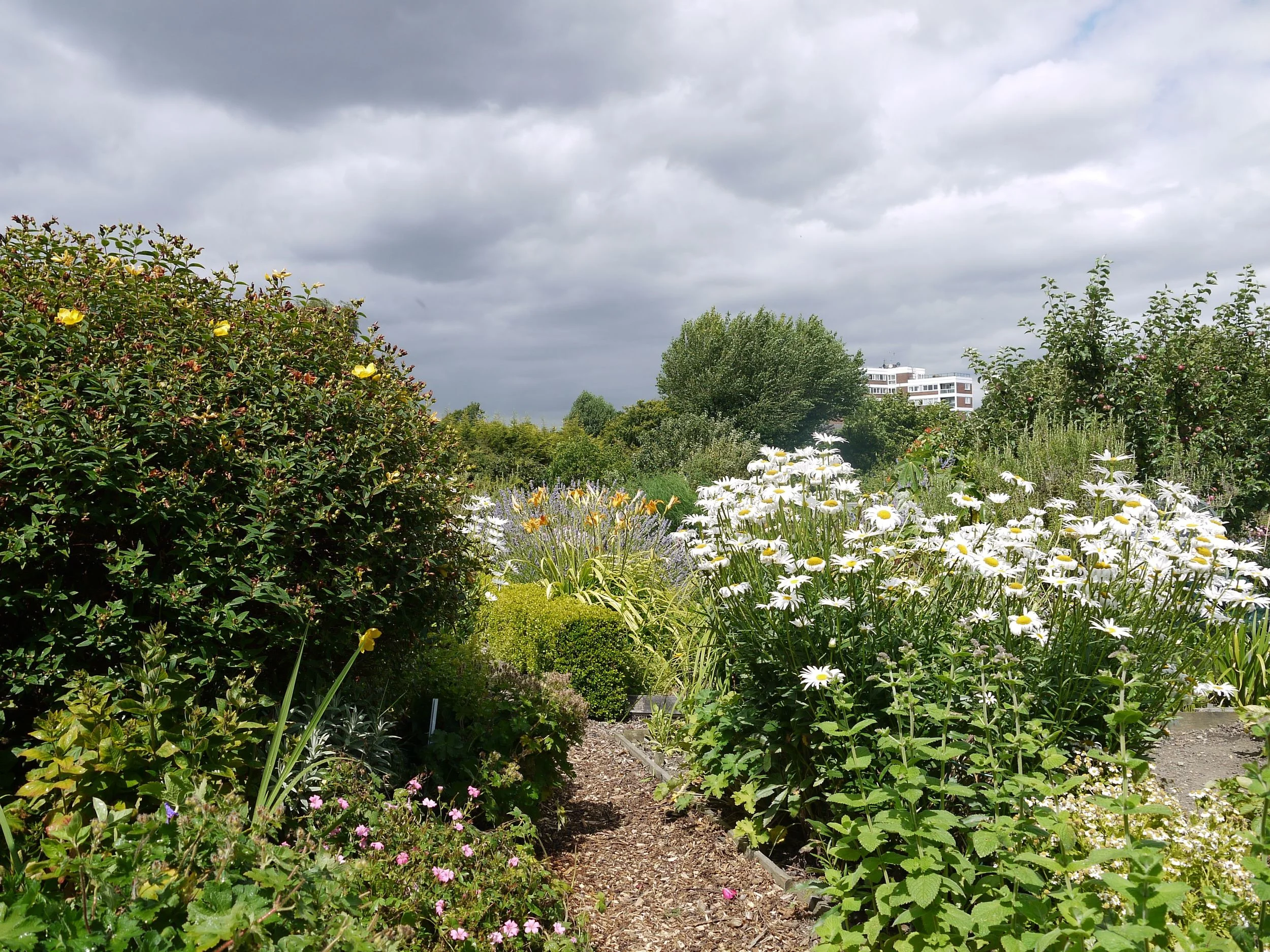 High summer down the path between rows O and P