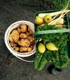 Fiona and Dan's December harvest