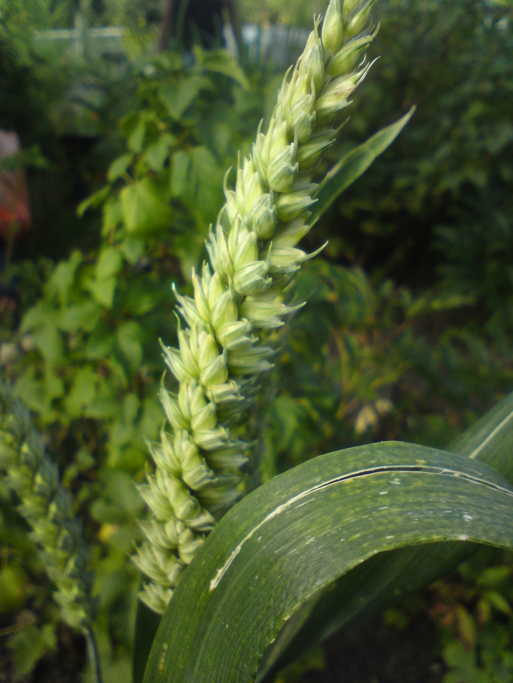 Growing your daily bread