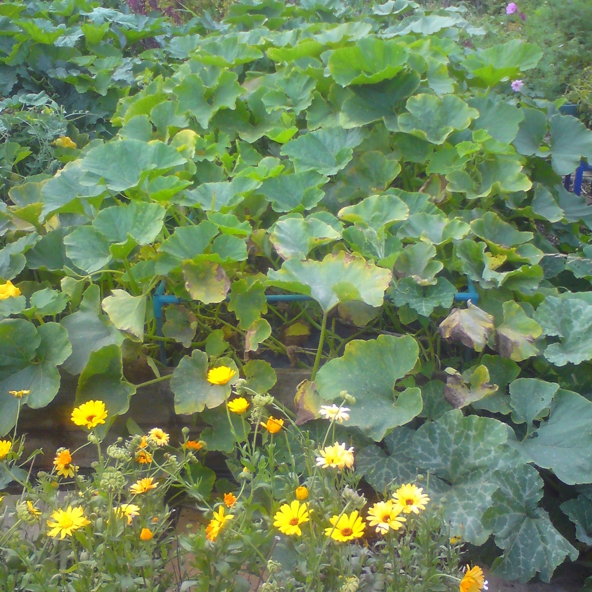 Squash invasion