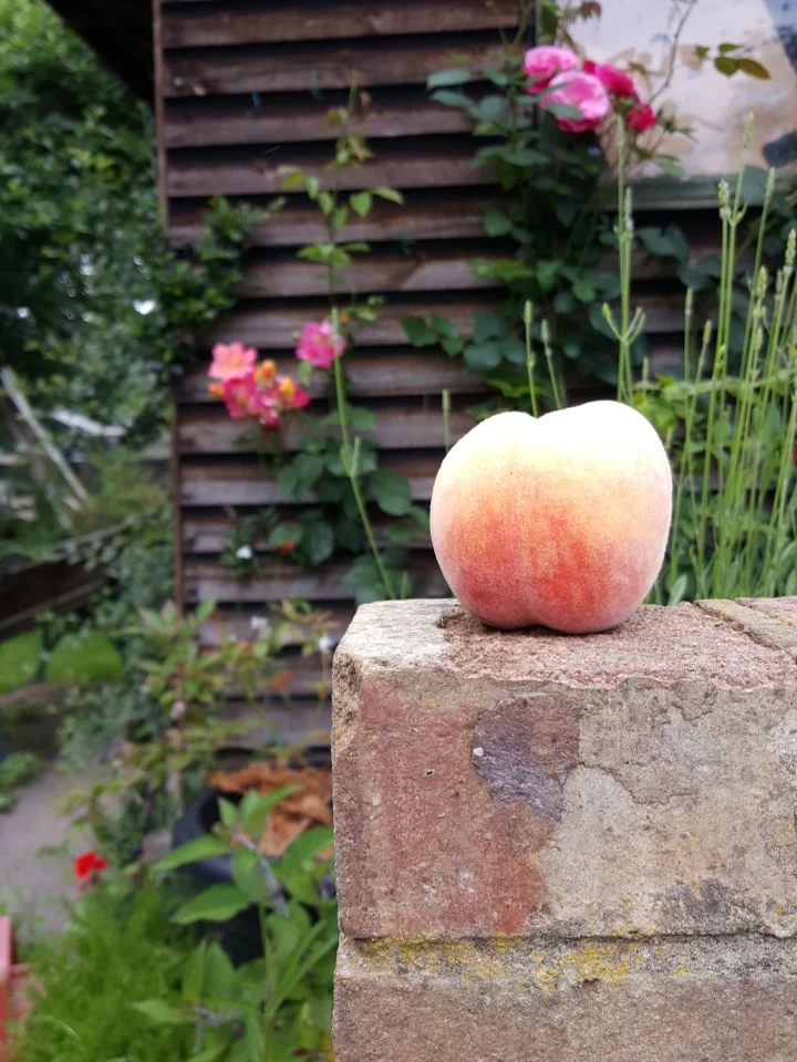 Angelo's perfect peach