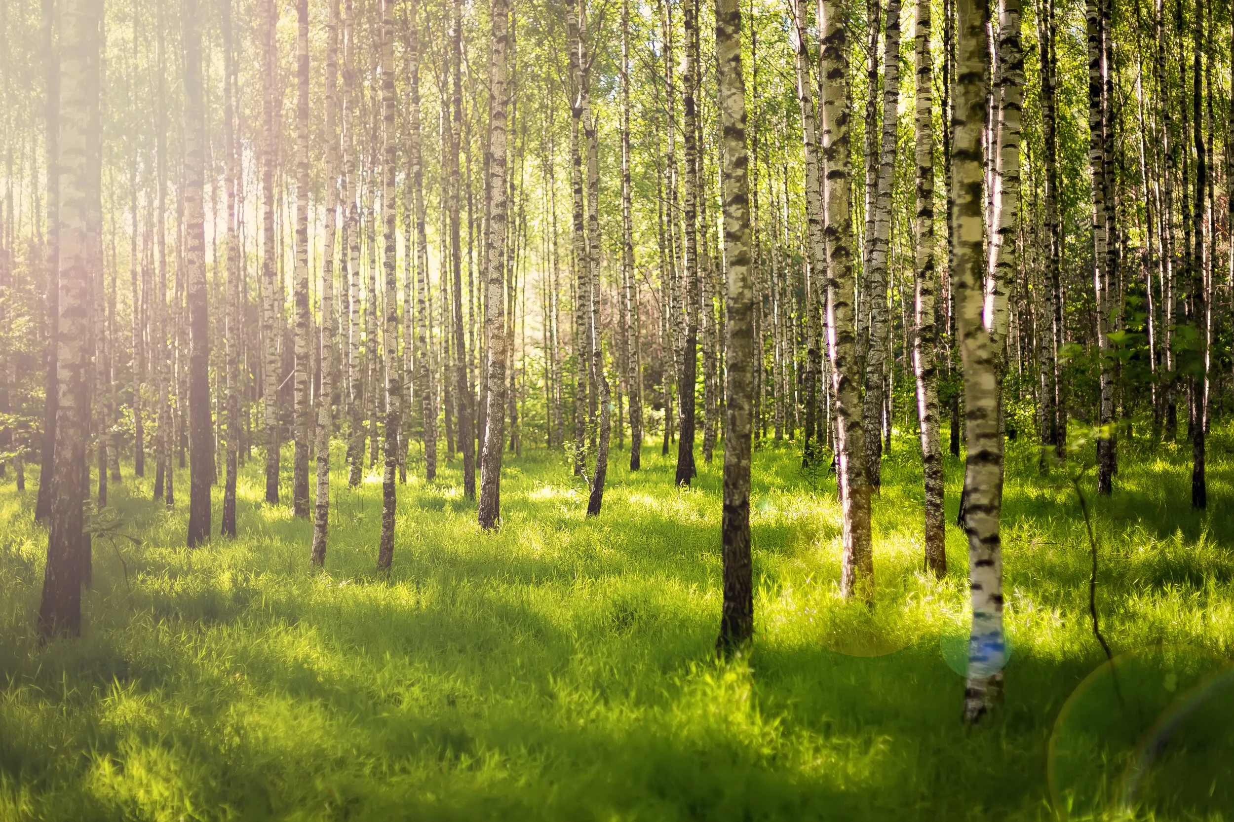 summer-forest-2022-02-02-05-05-42-utc.jpg