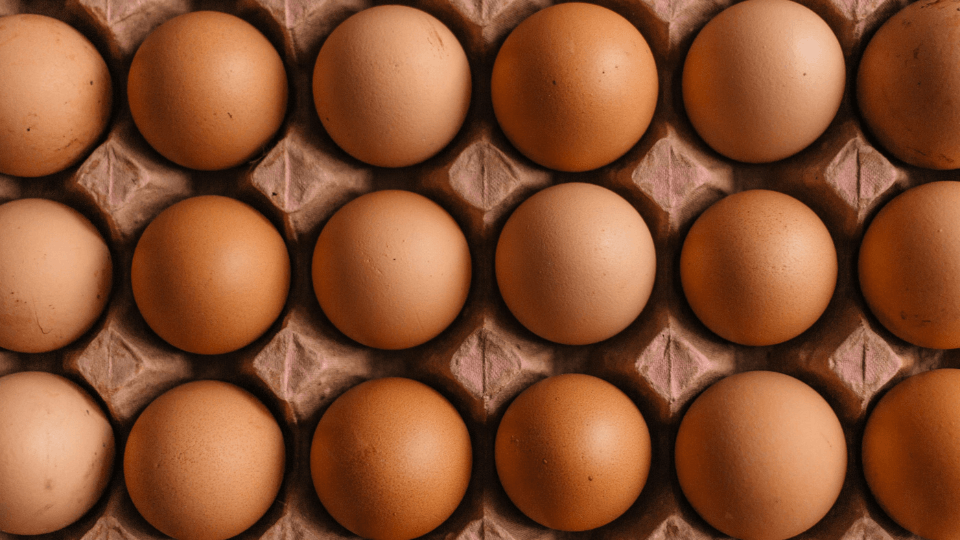 薬院ブログ：ウィンザー英会話(ケンジントン英会話薬院校)ブログ：Are You Getting Your Proteins?
