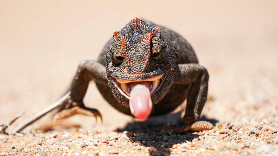 薬院ブログ：ウィンザー英会話(ケンジントン英会話薬院校)ブログ：Making a Strong Tongue for Pronunciation!