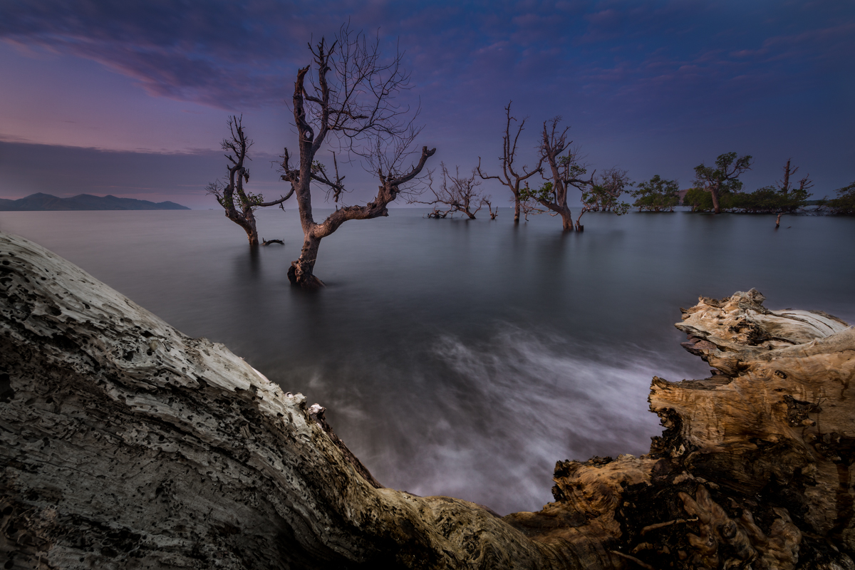 Last Trees
