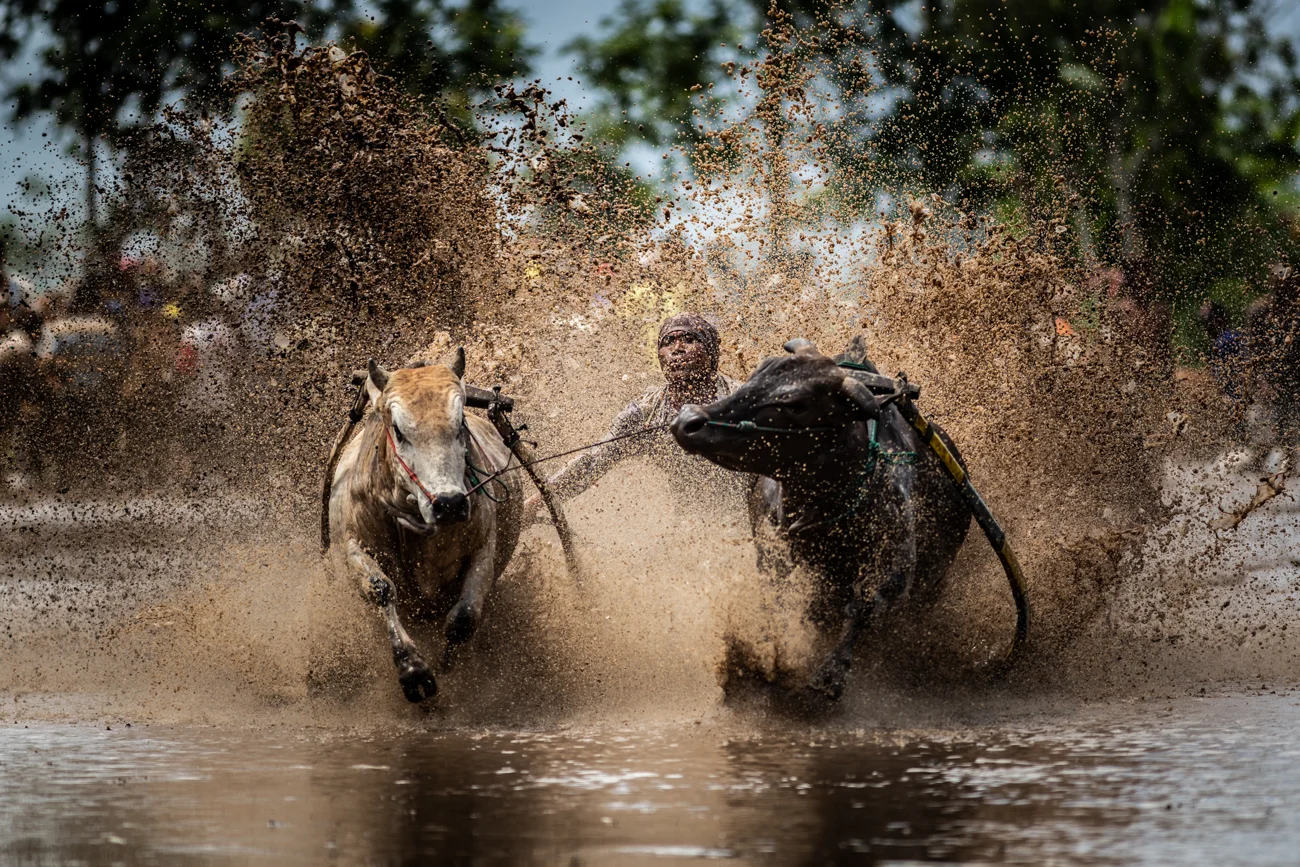 Cow Racer
