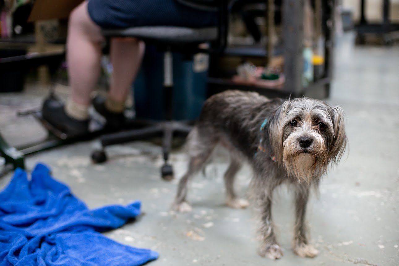 Spooltown-sewing-factory-portland-usa-made-funny-dog-shaggy.jpg