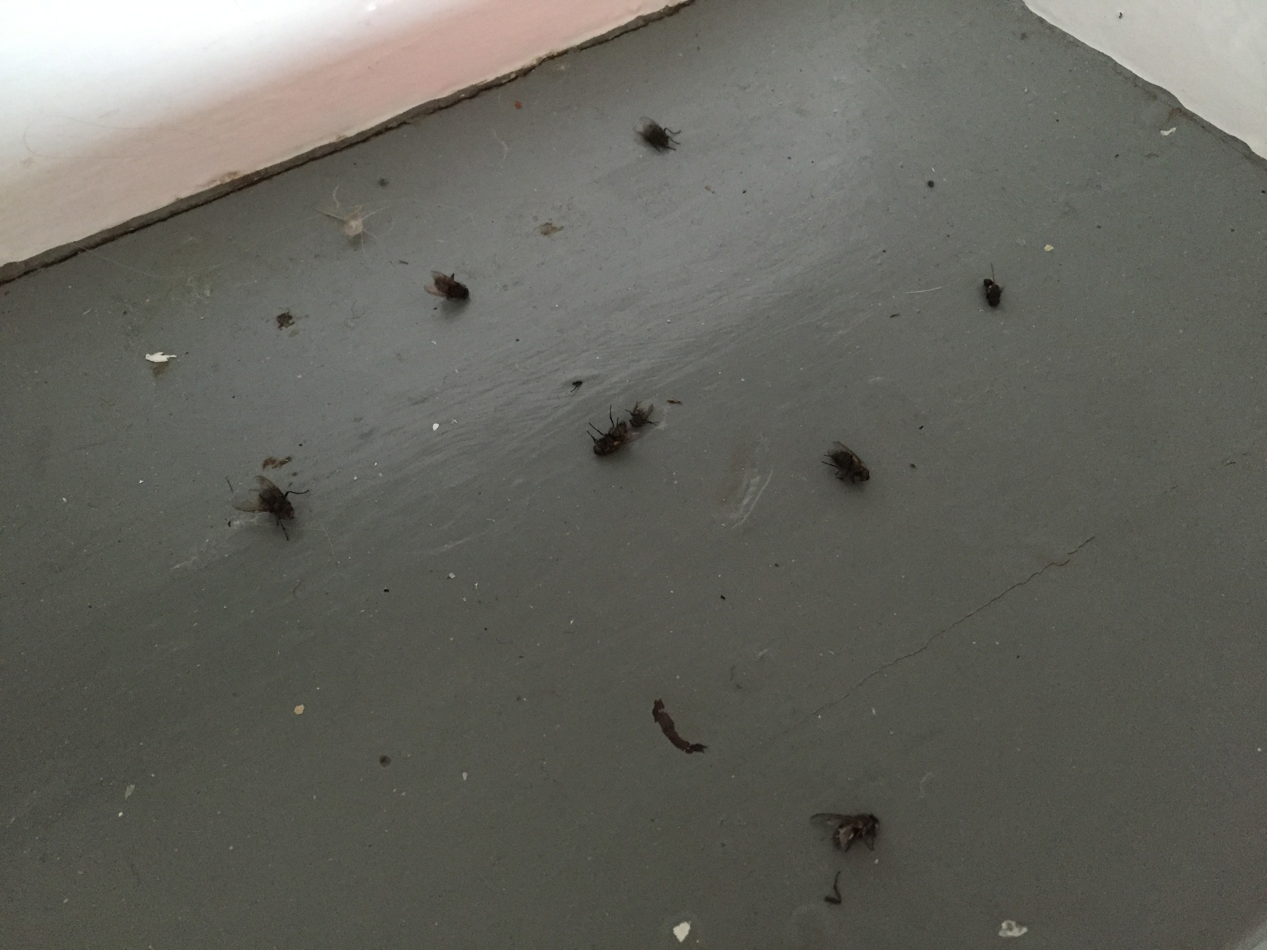 It is raining cluster flies - biblical plague like raining. You sweep the stairs and by the time you get to the bottom there are more dead bodies. What to do? Sweep again? Walk on dead bodies? Does it matter? Sweep, don't sweep. Either feels fine, so I sweep. Peaceful. 