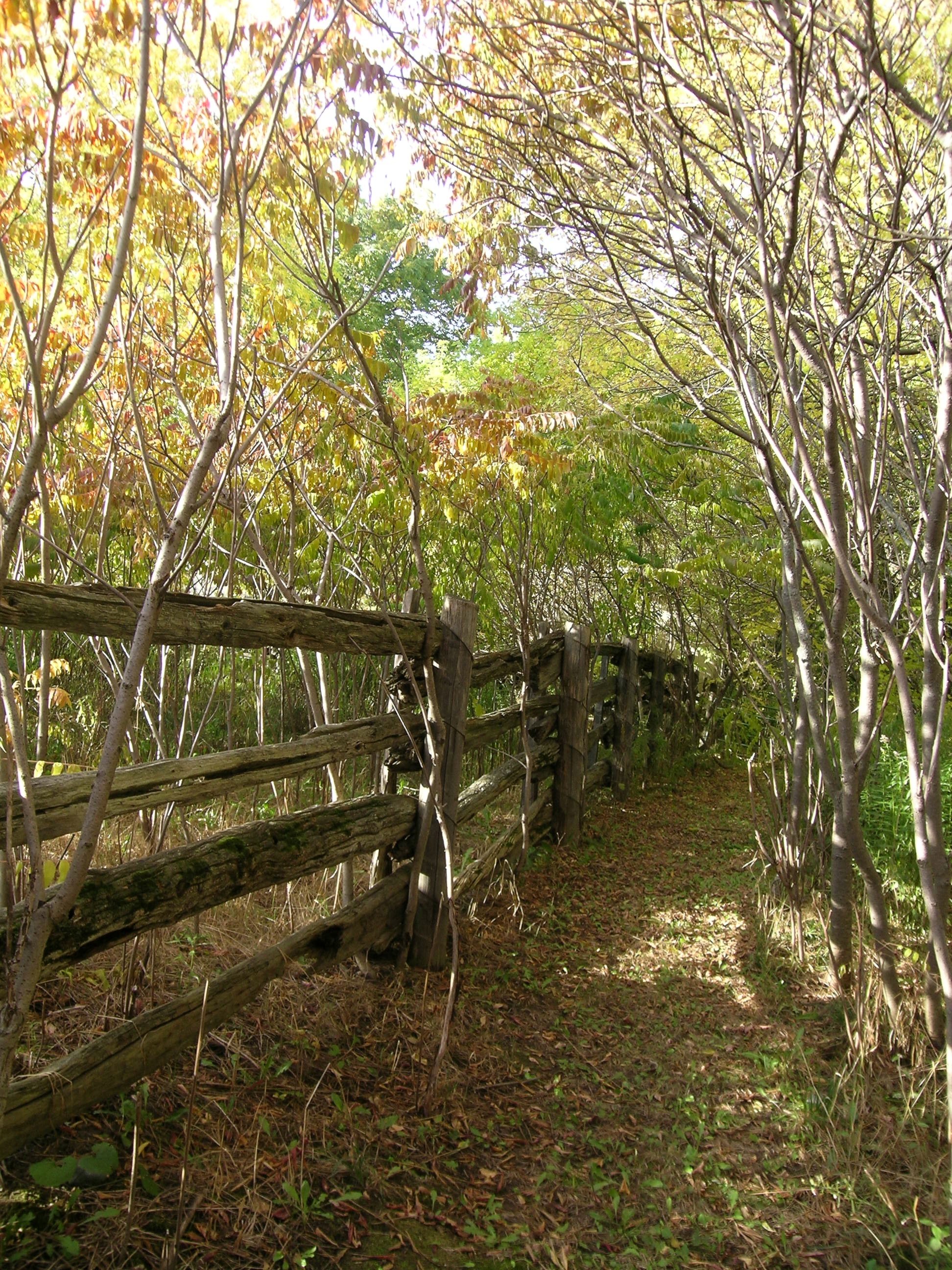 DSCN3390.jpg