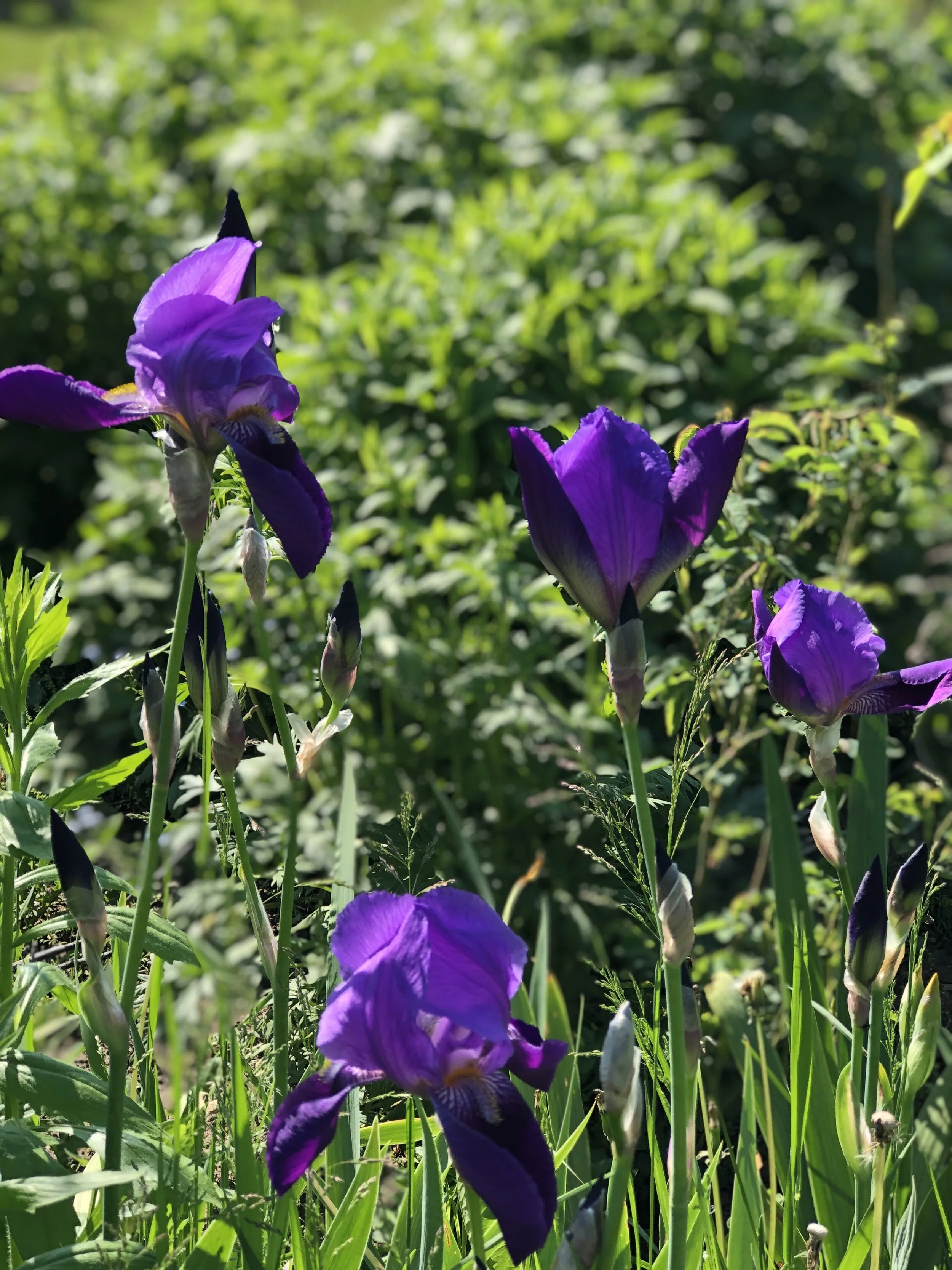 Fearfully and Wonderfully Made, Sunday Morning Podcast, June 21st, 2020