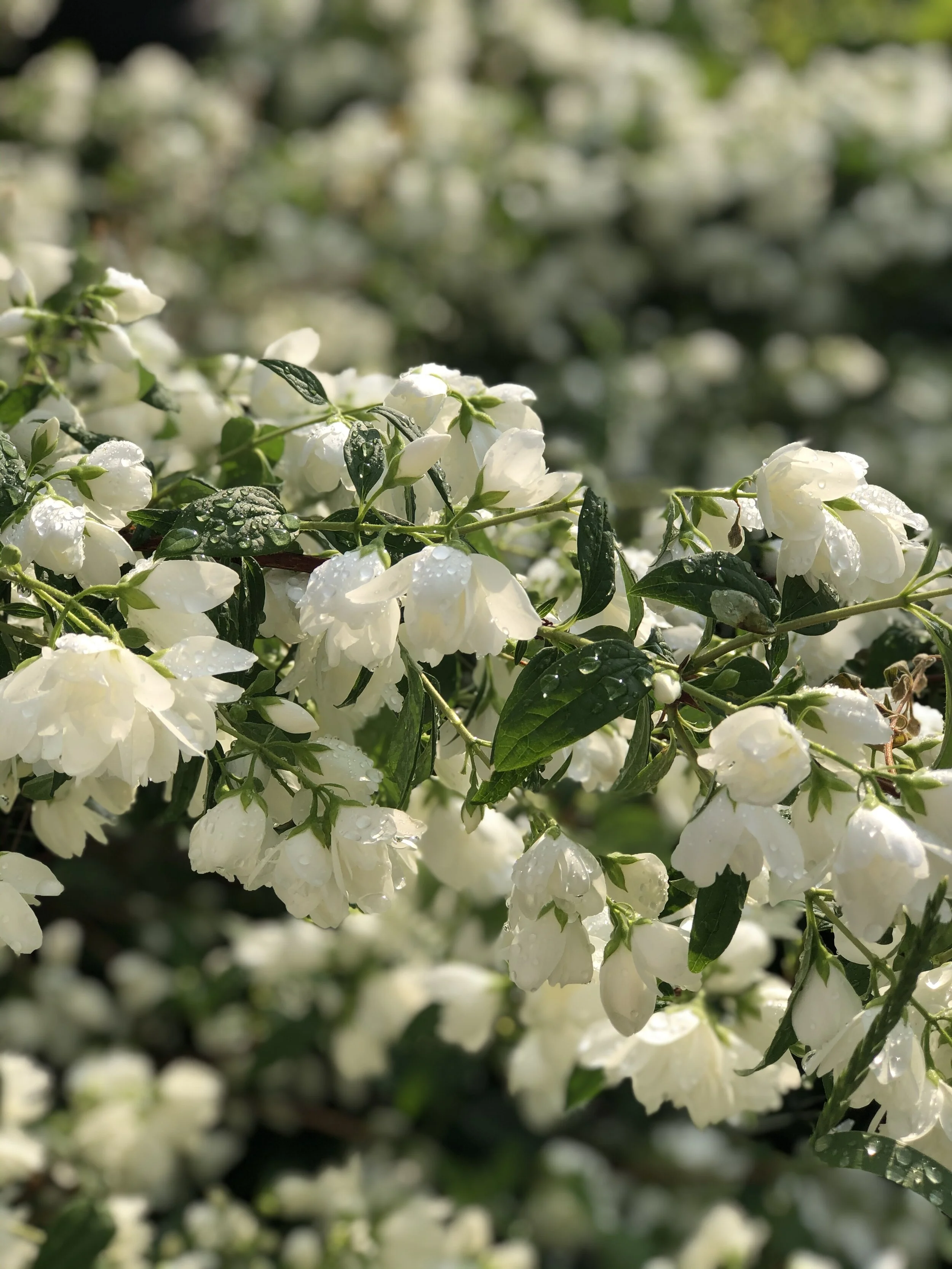 Awareness of Separation, Sunday Morning Podcast, June 28, 2020