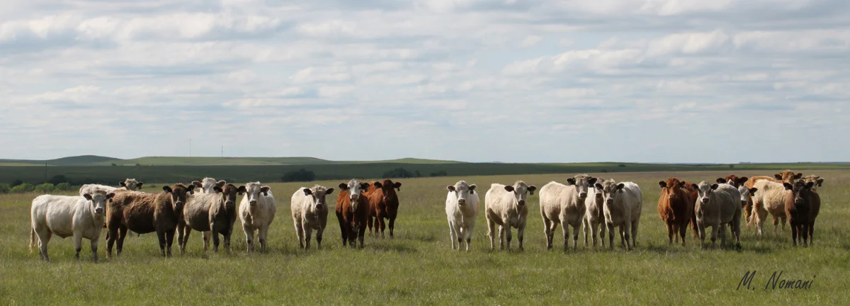 Flint Hills - Cow Stare.JPG