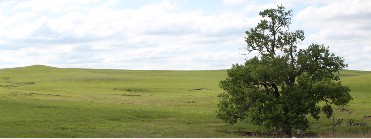 Flint Hills - Tree.jpg