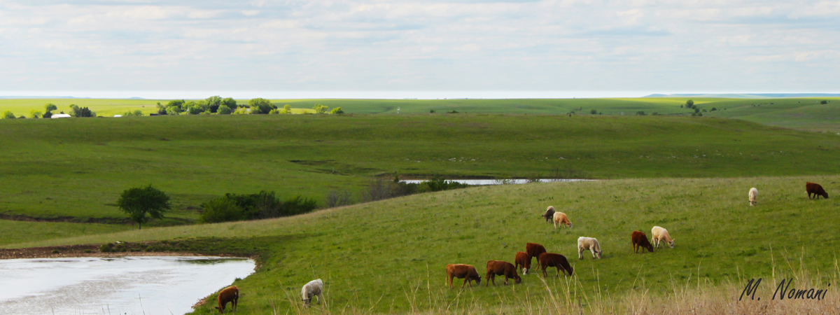 Flint Hills - Green Pasture.jpg