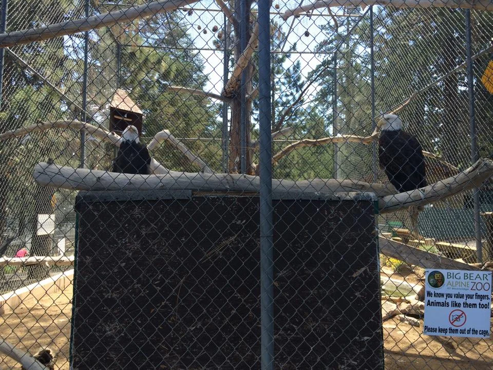 bigbear5.jpg