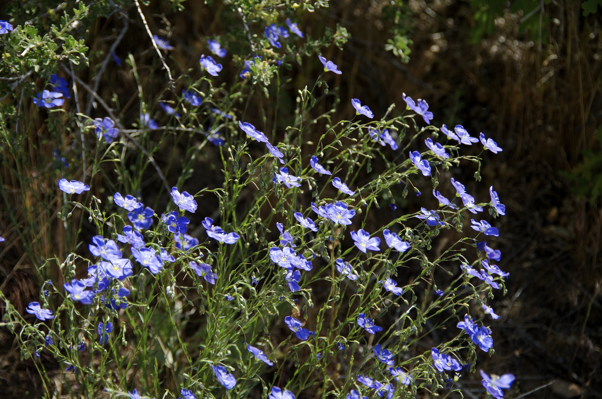 Purple flowers summer.jpg