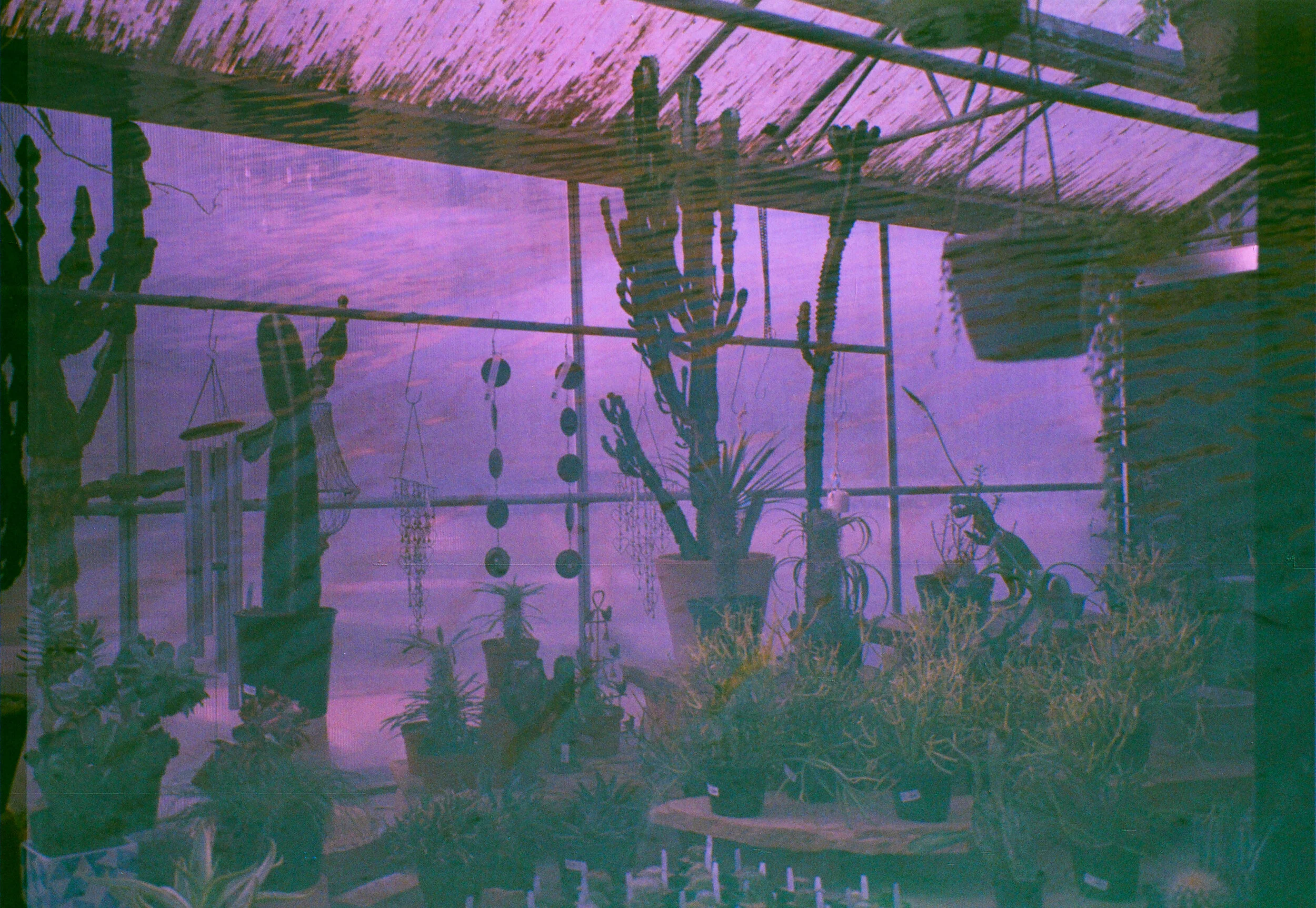 greenhouse dreams.jpg