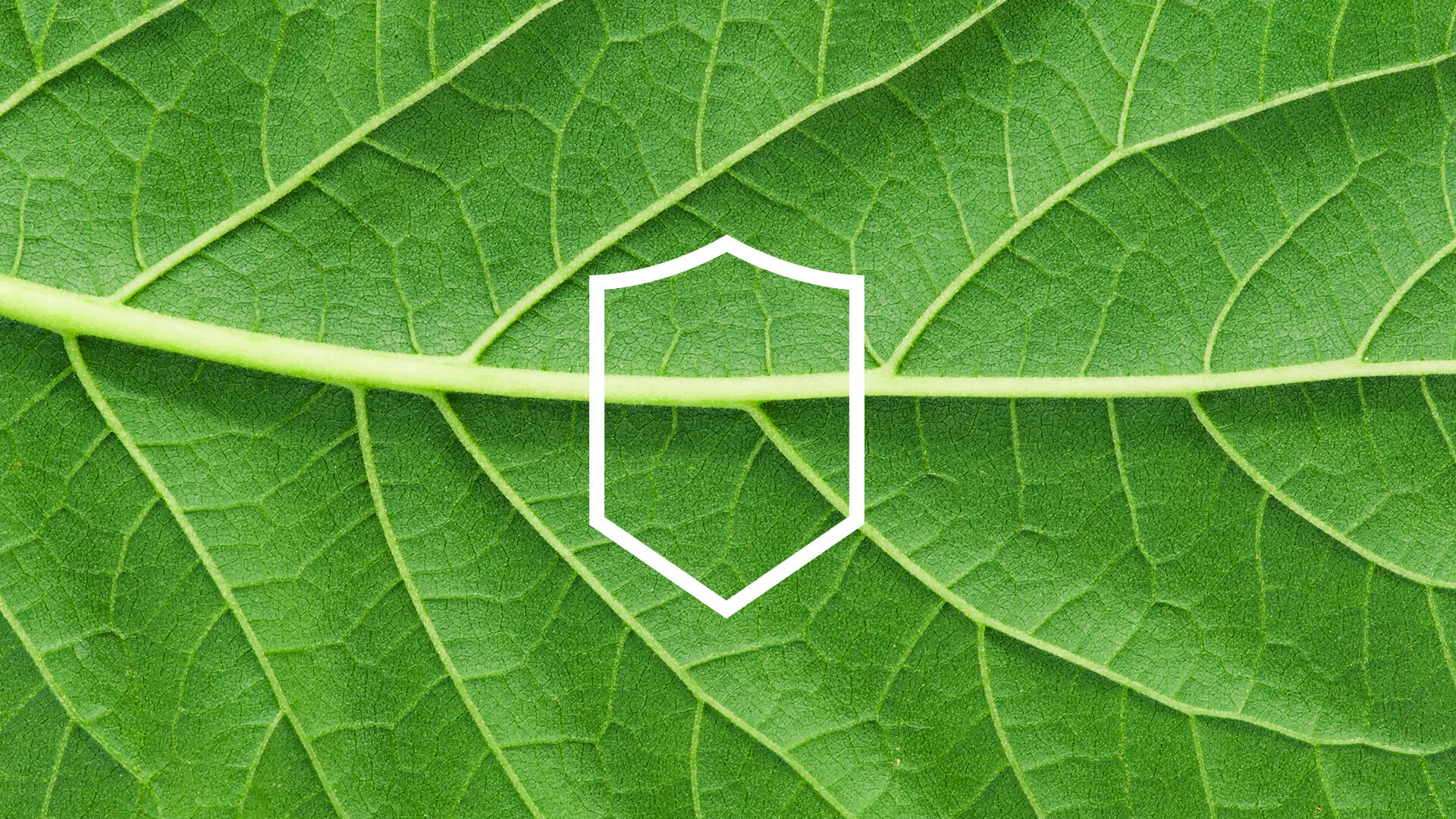 TELUS - SmartHomeSecurity - PortfolioArtboard  - Leaf.jpg