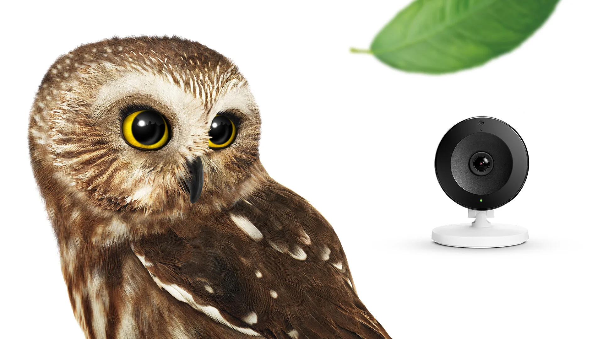 TELUS - SmartHomeSecurity - PortfolioArtboard  - Owl.jpg