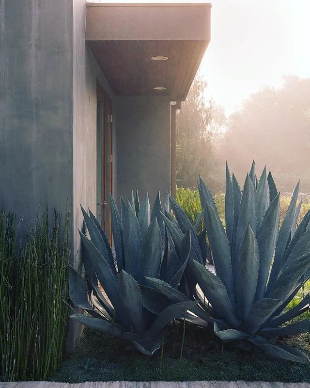 Misty entryway, Carpinteria.  You can see more from this amazing project by @elizabethvallino via the link in my bio.
