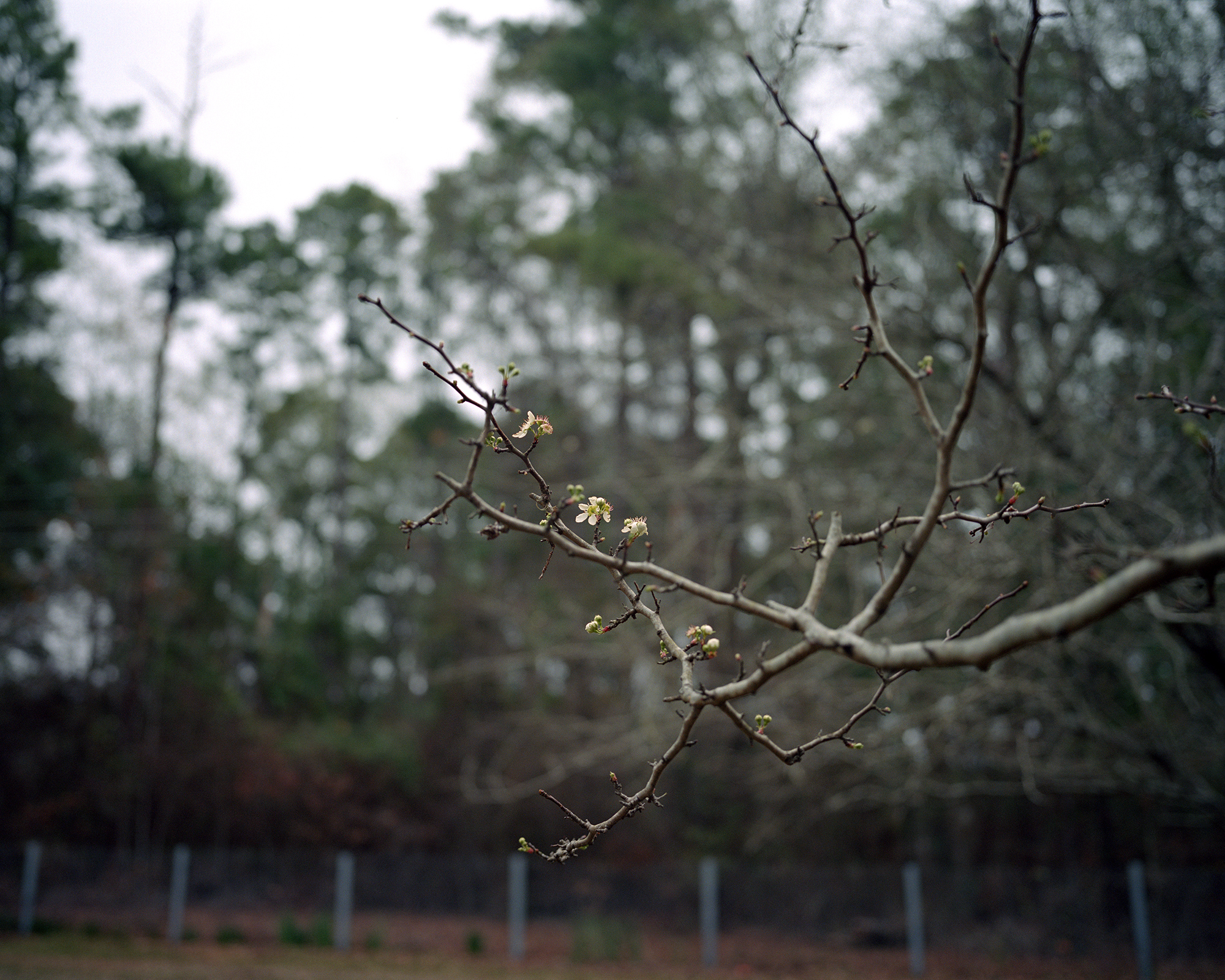 Mayhaw