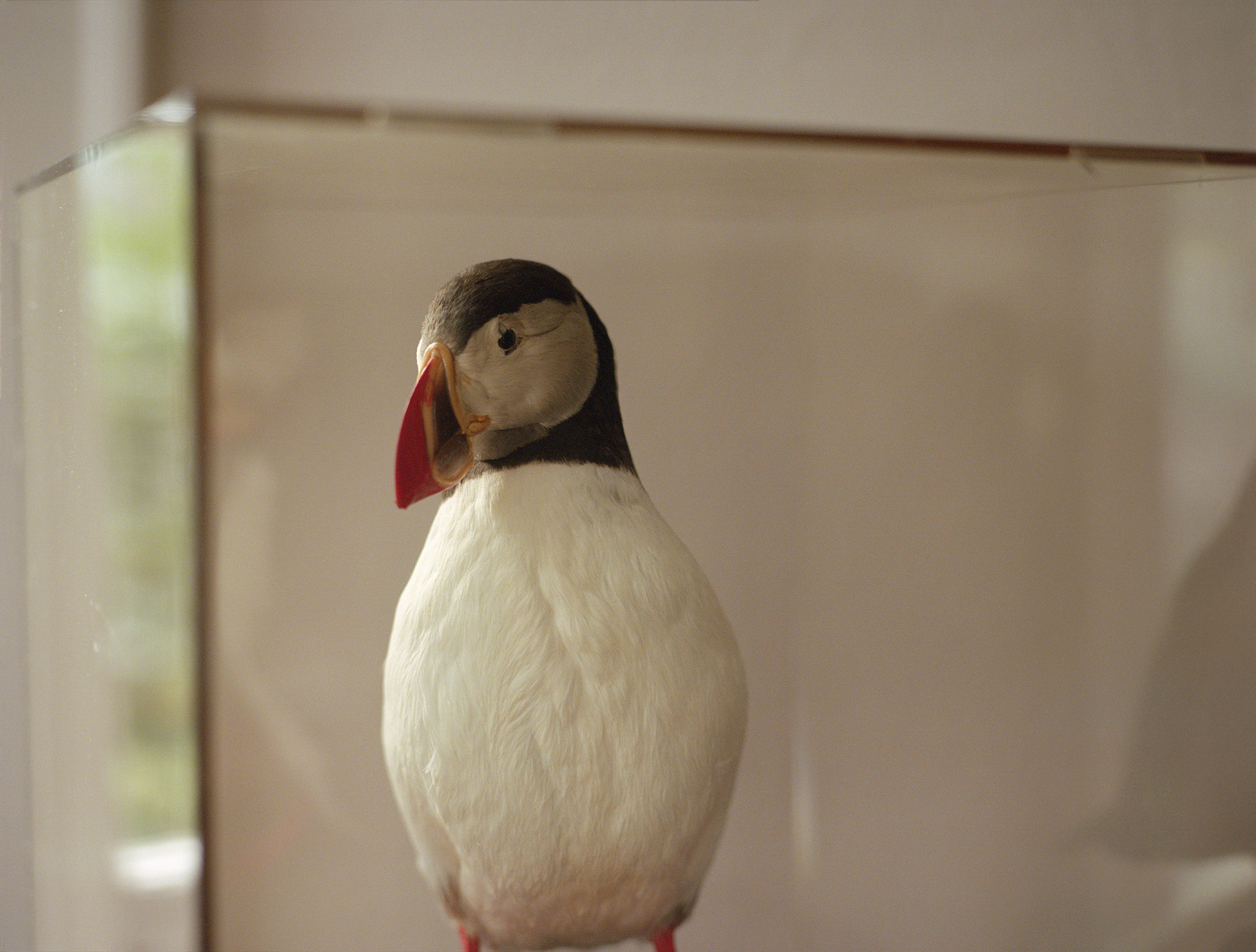 Southern Puffin