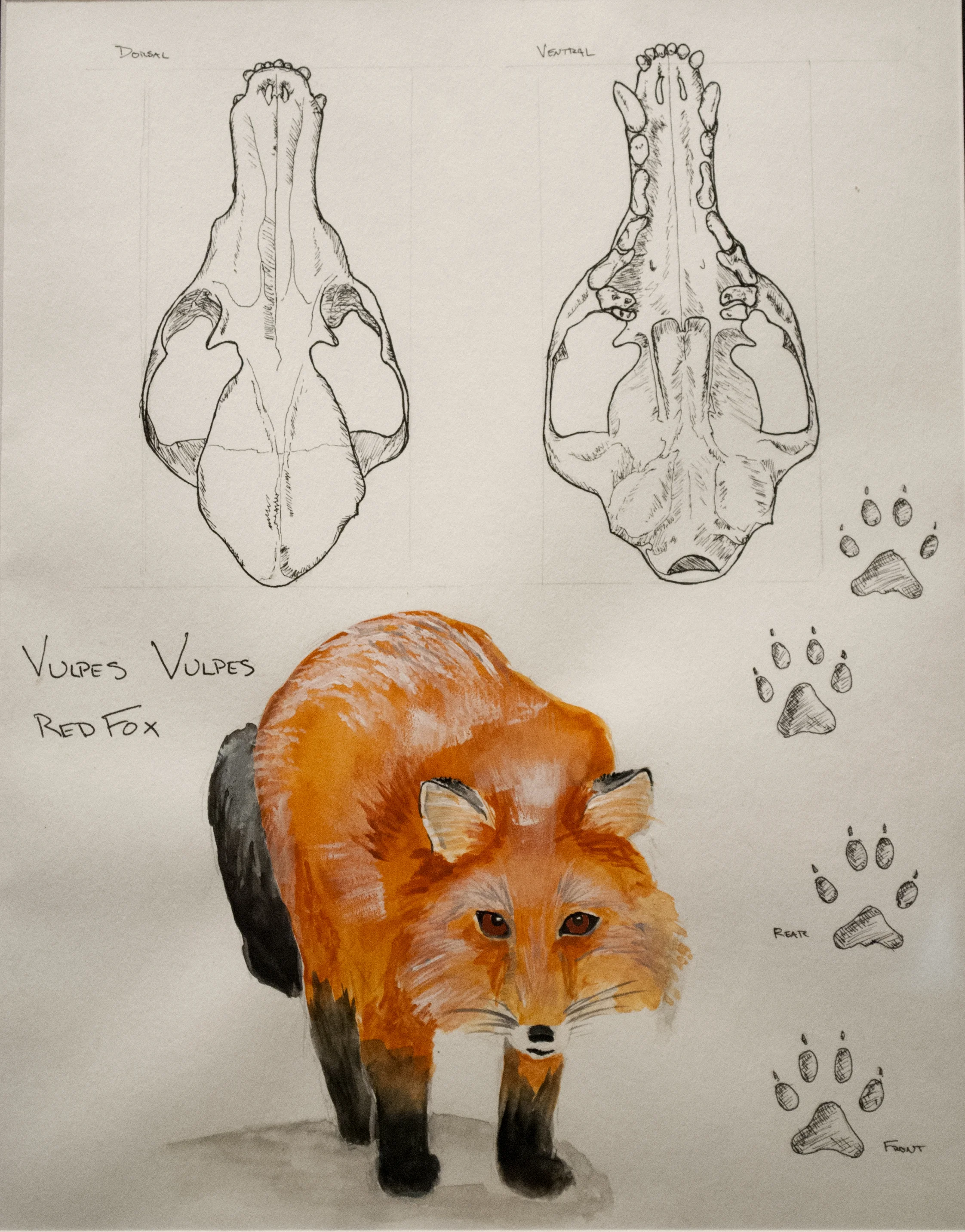 Vulpes vulpes