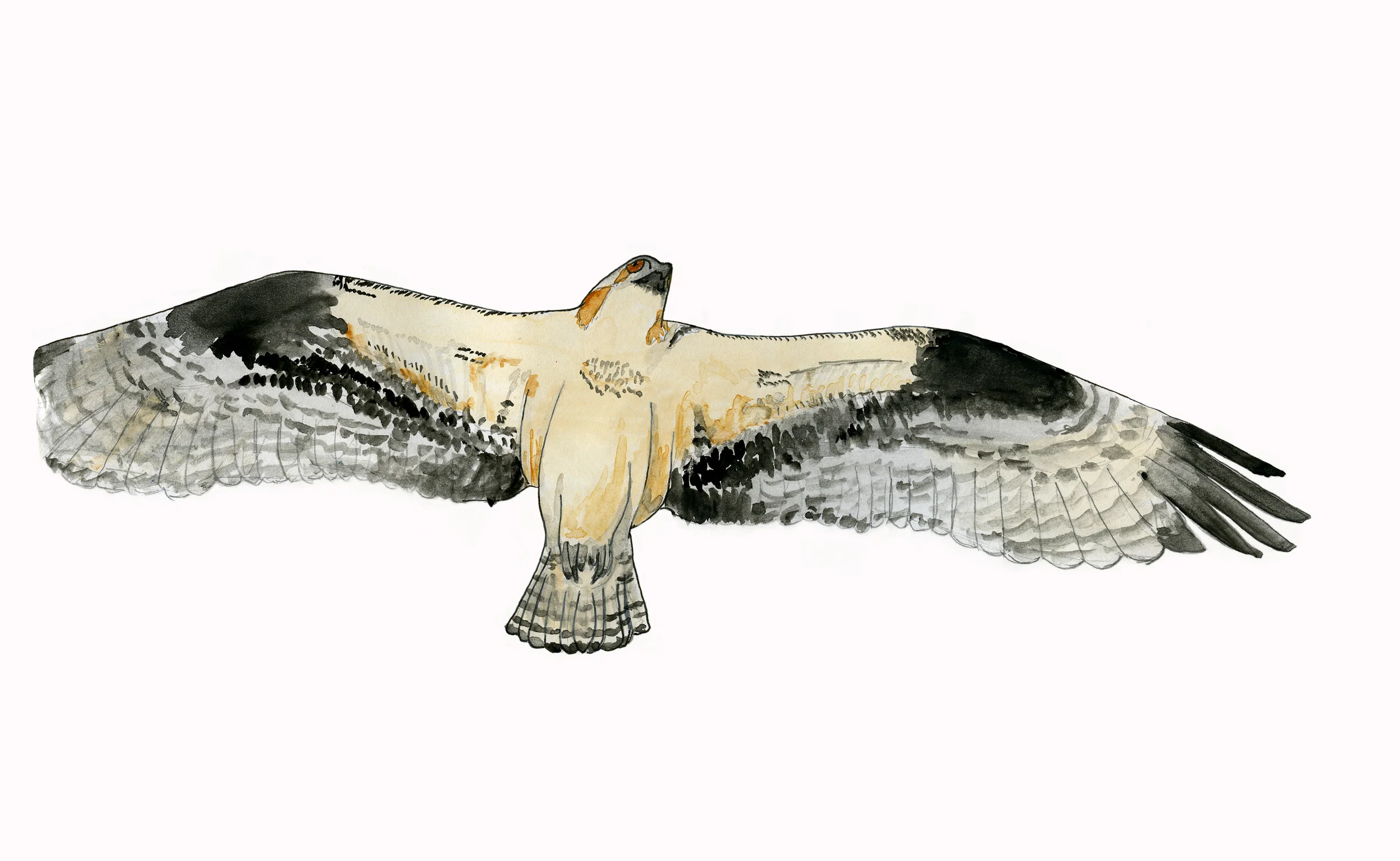 Osprey