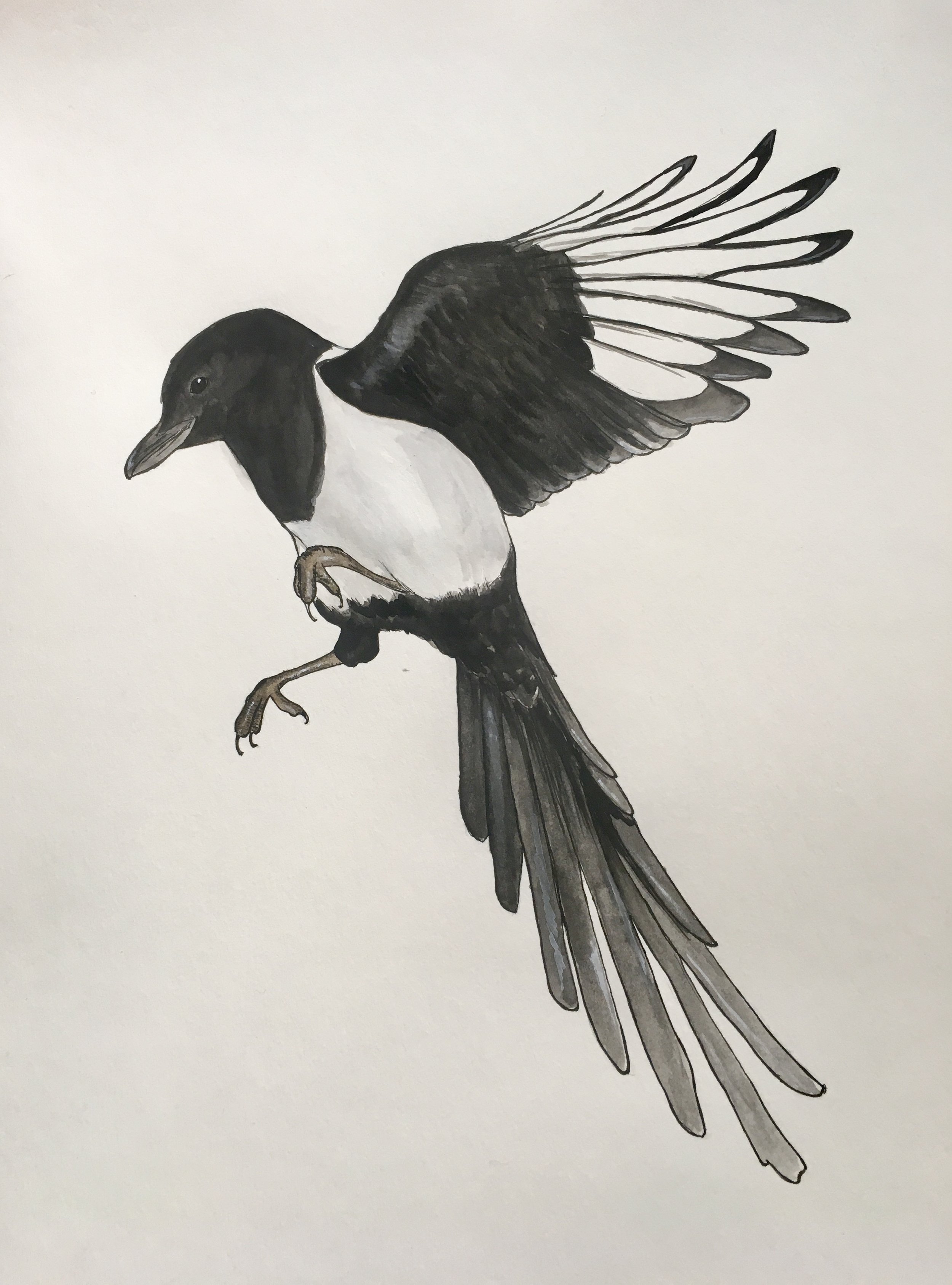 Magpie