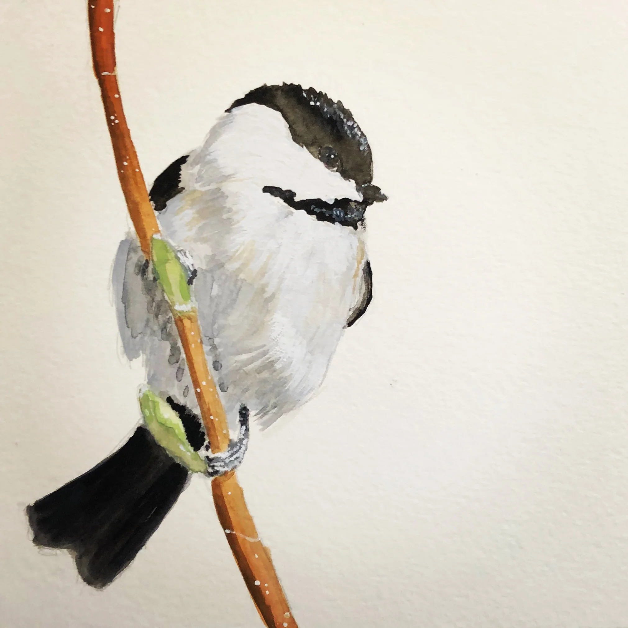Chickadee
