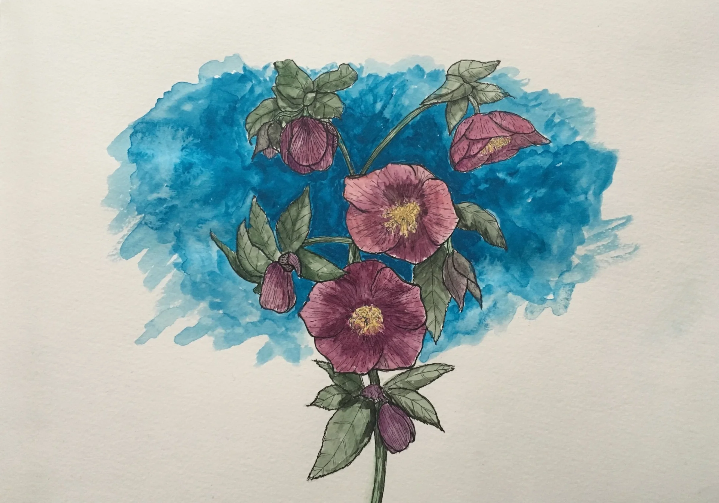 Hellebore
