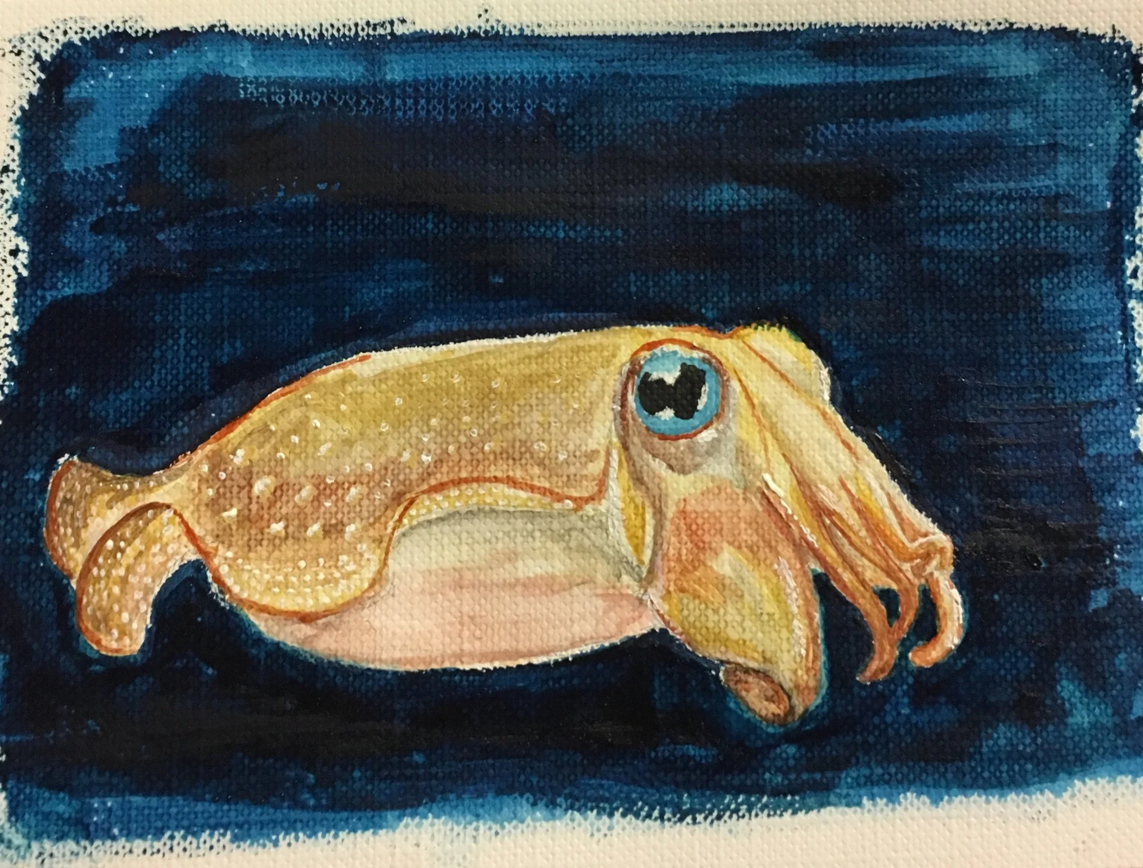Cuttlefish